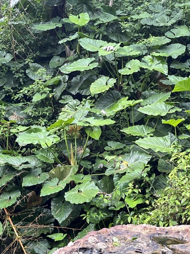 Giant Philodendron (Philodendron giganteum)