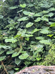 Riesen Philodendron (Philodendron giganteum)