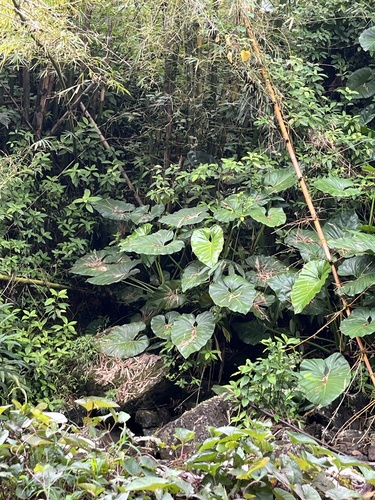 Philodendron giganteum, photograph 2