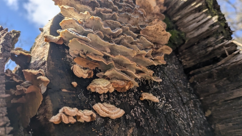 Stereum hirsutum · March 2026 · photo: © emiswa (iNaturalist, cc-by)