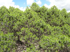 Pinus johannis