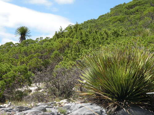 Pinus johannis, photograph 2