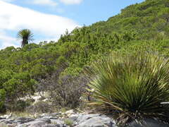 Pinus johannis, photograph (c) M. Socorro González Elizondo, some rights reserved (CC BY-SA)