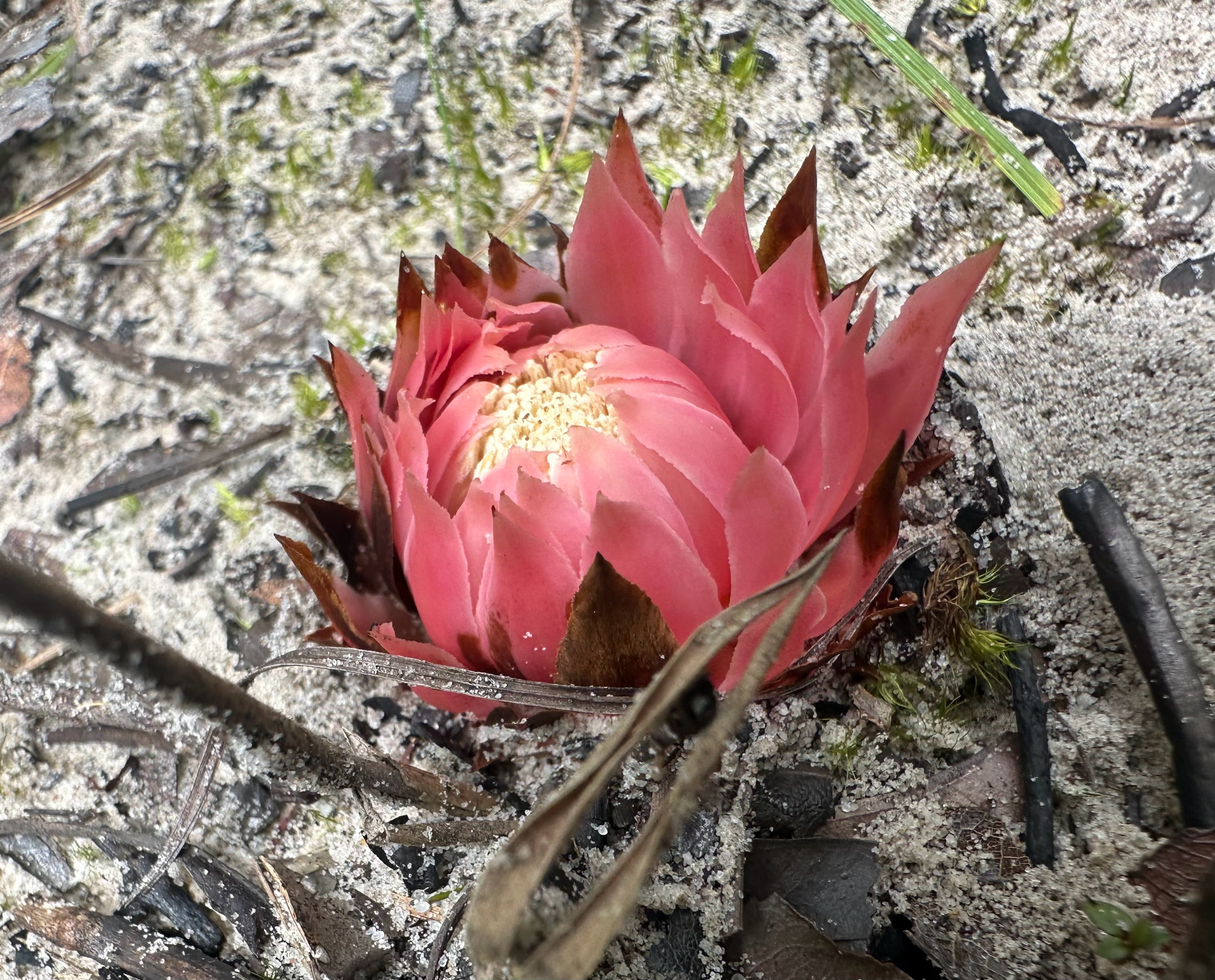 Thonningia (Thonningia sanguinea)