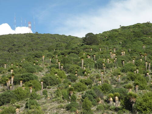 Pinus johannis, photograph 1