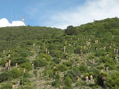 Pinus johannis, photograph (c) M. Socorro González Elizondo, some rights reserved (CC BY-SA)