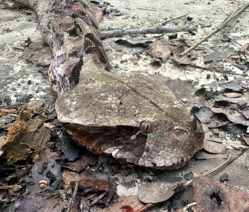 Gaboon Viper