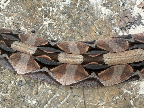 Gaboon Viper