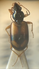 Peryphus