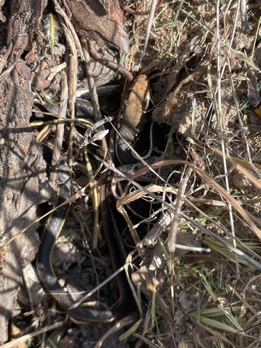 iNaturalist observation photo of California Striped Racer