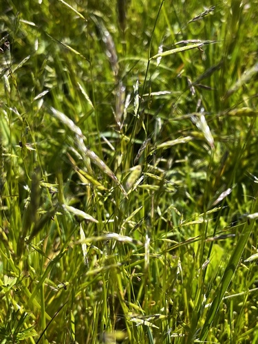 Pleuropogon californicus, 2026-03-14