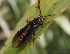 Polistes buyssoni