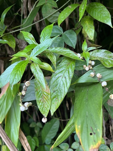 Mata de Mariposa (Gonzalagunia hirsuta)