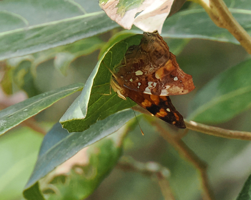 Antillean Mapwing