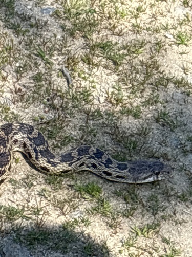 iNaturalist observation photo of Gopher Snake