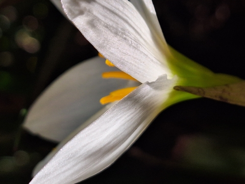Zephyranthes candida