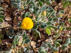 Acmispon wrangelianus