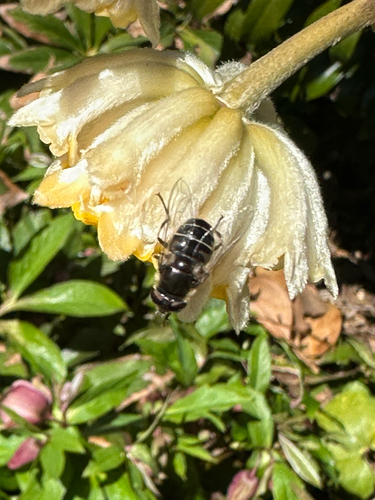 Unknown species found near Norfolk, VA, US