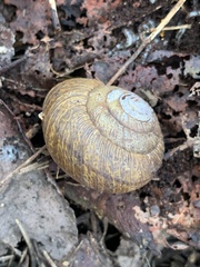 Helminthoglypta nickliniana