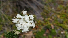 Cotopaxia asplundii