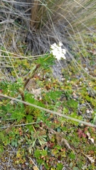 Cotopaxia asplundii