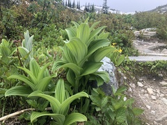 Veratrum viride eschscholtzianum
