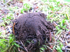 Stemonitis axifera