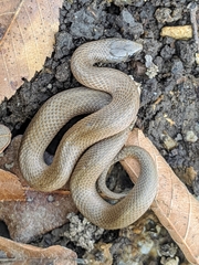 Virginia valeriae elegans