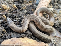 Virginia valeriae elegans