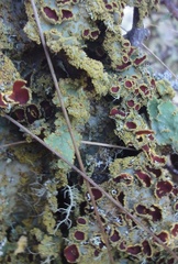 Yarrumia colensoi