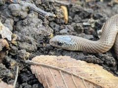 Virginia valeriae elegans