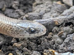 Virginia valeriae elegans