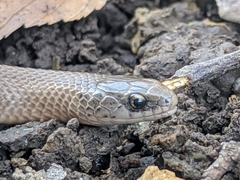 Virginia valeriae elegans