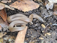 Virginia valeriae elegans