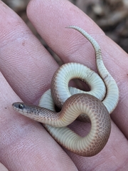 Virginia valeriae elegans