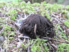 Stemonitis axifera