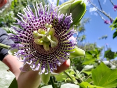 Passiflora ligularis