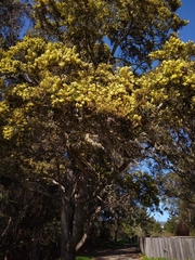 Acacia pycnantha