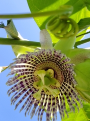 Passiflora ligularis