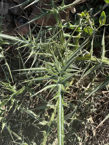 Echinops spinosissimus spinosus