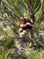 유럽흑송 (Pinus nigra): 기원과 용도 — 사진 2