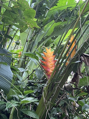 Lobsterclaw (Heliconia caribaea)