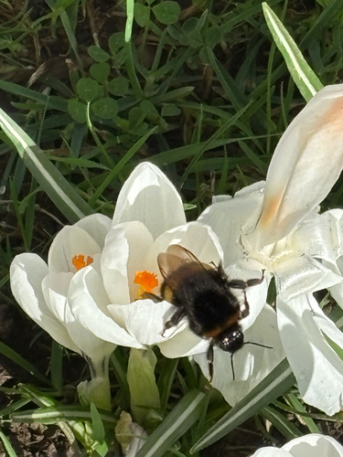 Buff-tailed bumblebee
