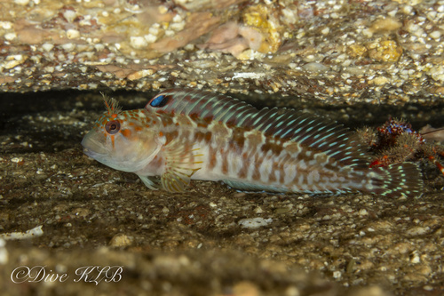 Portuguese blenny