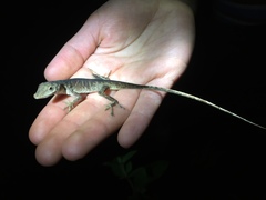 Anolis tolimensis