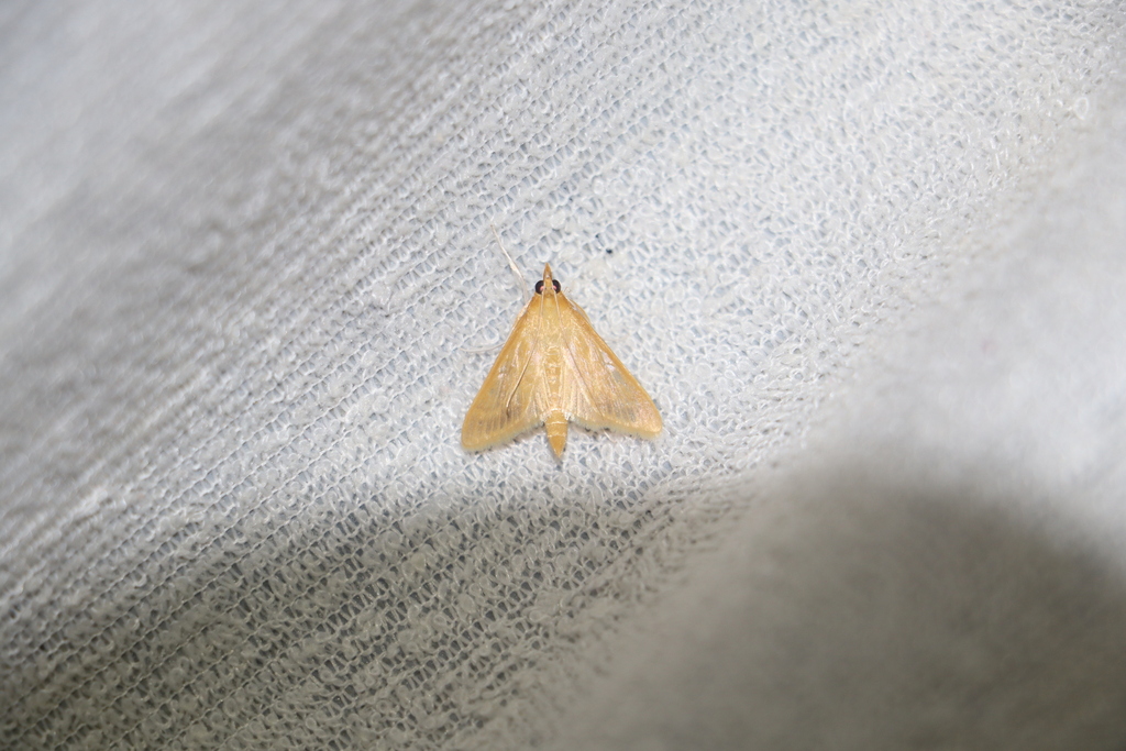 Circobotys caffralis