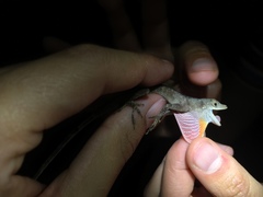 Anolis tolimensis
