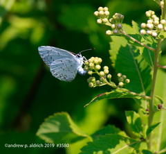 Celastrina lucia