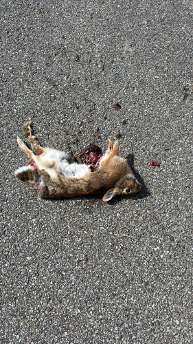 Eastern Cottontail photographed in Pennsylvania