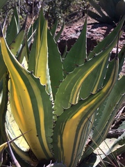 Agave durangensis